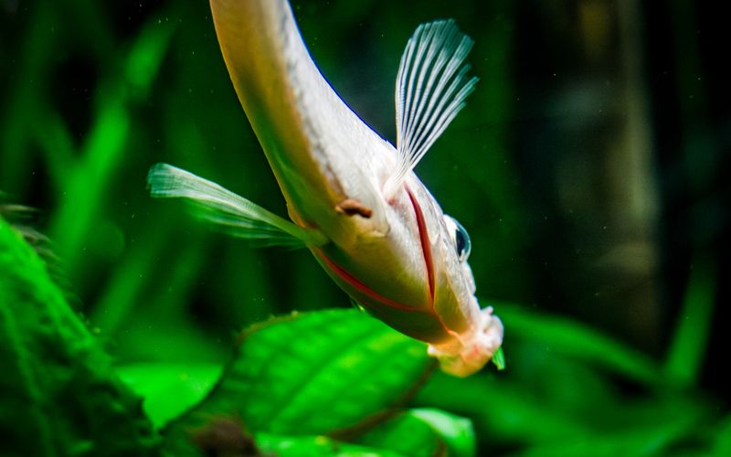 Kissing Gourami