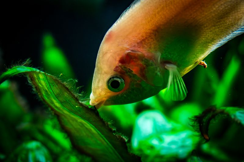 Kissing Gourami