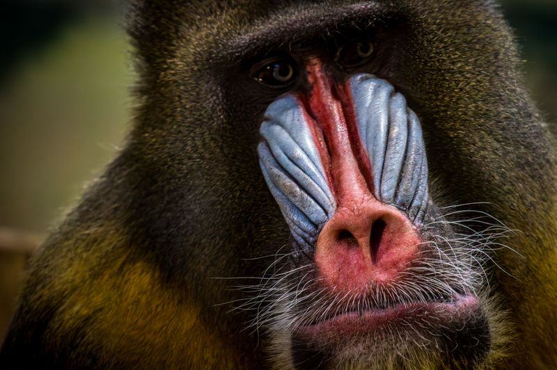 Mandrill