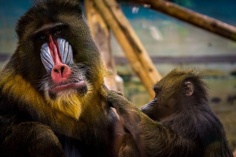 Mandrills