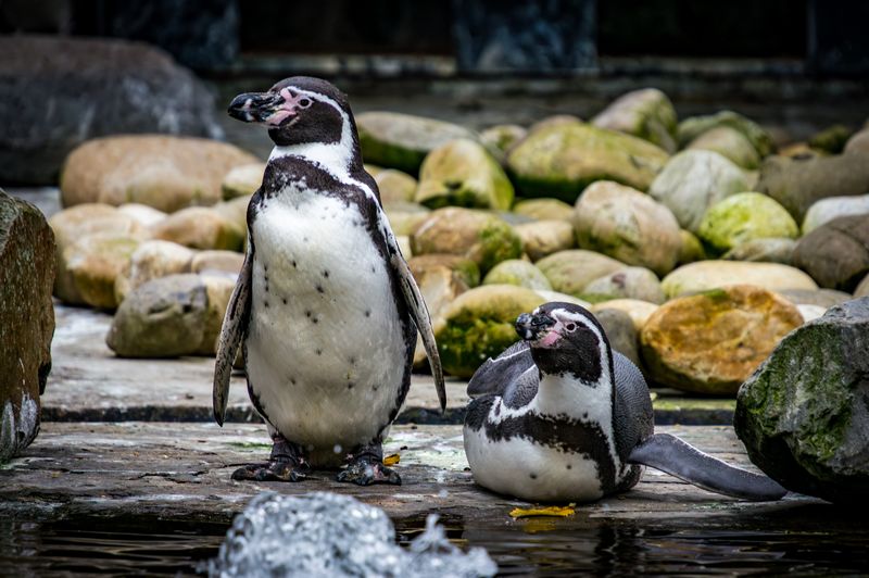 Penguins