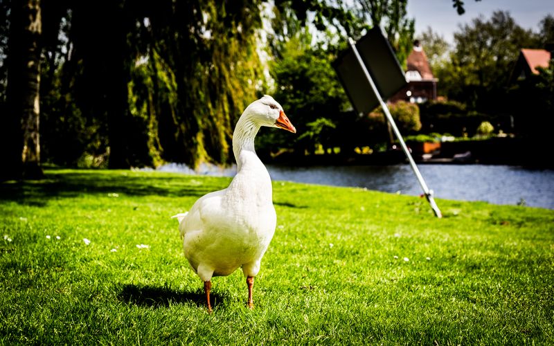 Goose