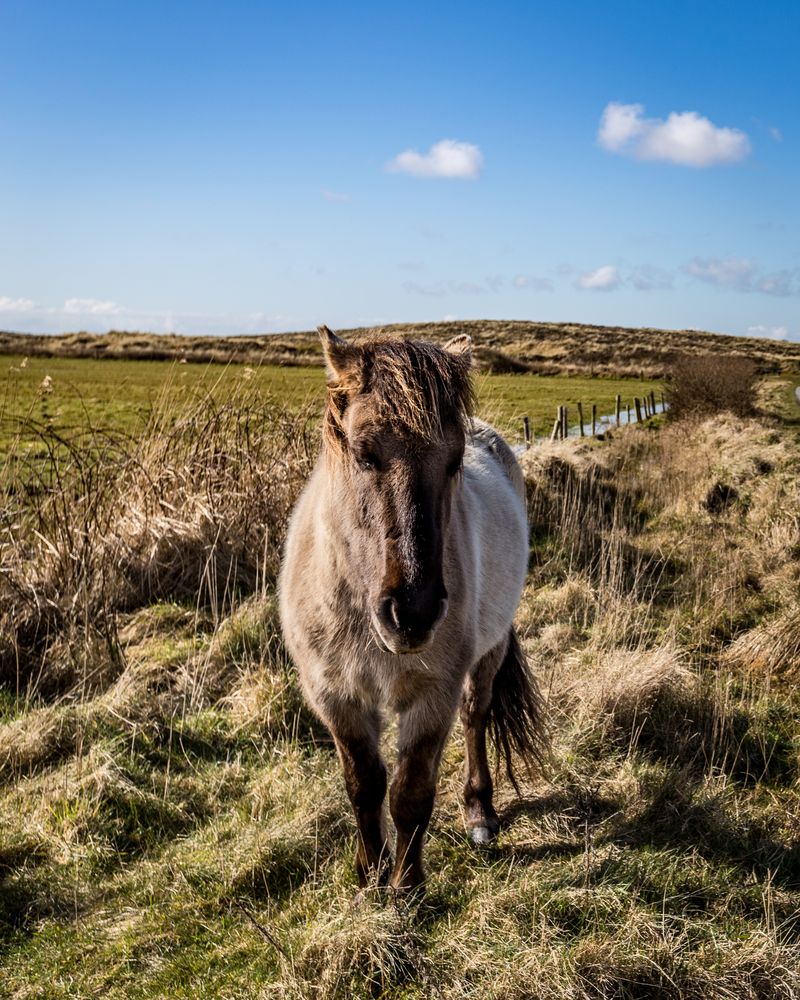 Terschelling