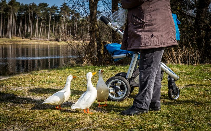 Kwik, Kwek en Kwak