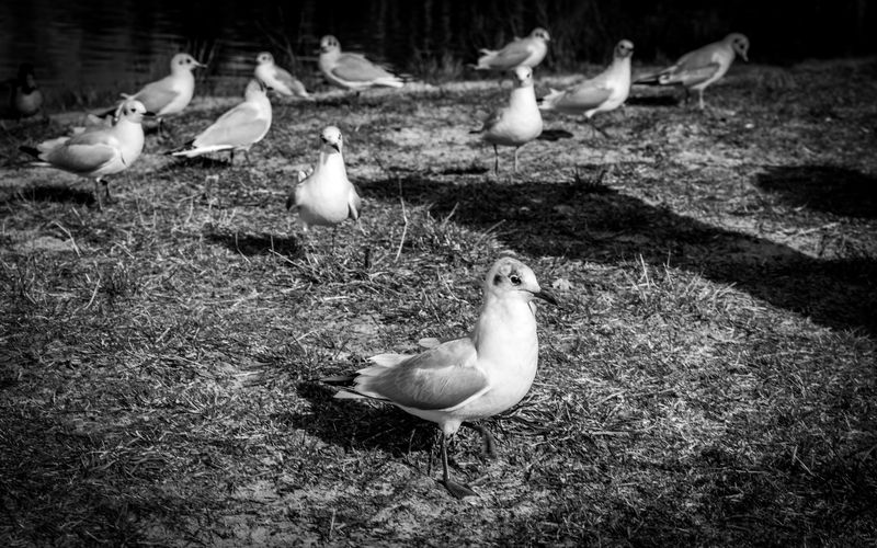 Gulls