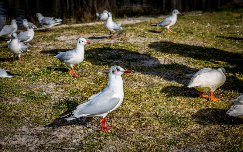 Gulls