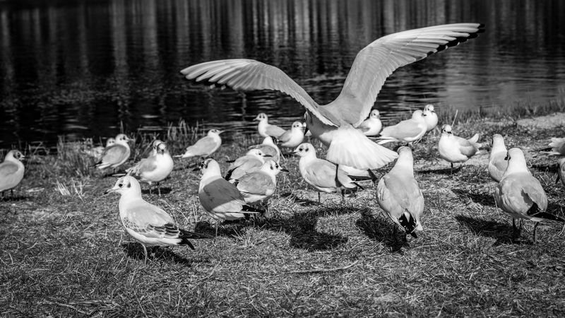 Gulls