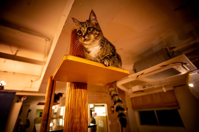 Cat Cafe MONTA
