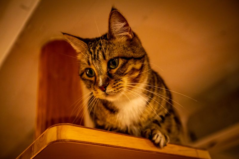 Cat Cafe MONTA