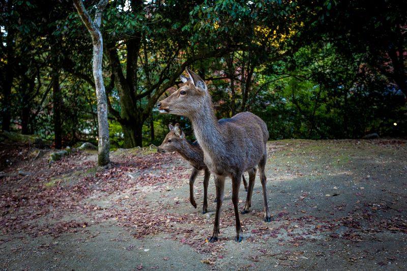 Momijidani Park 紅葉谷公園