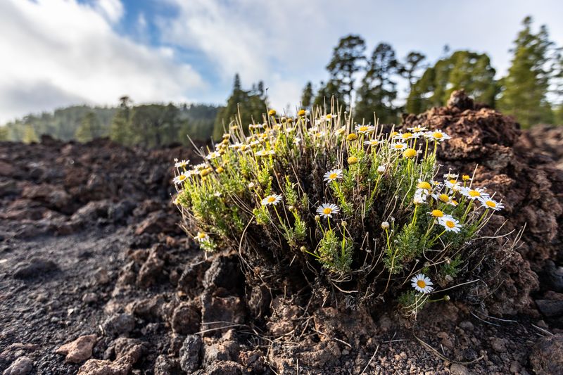 Mayweed