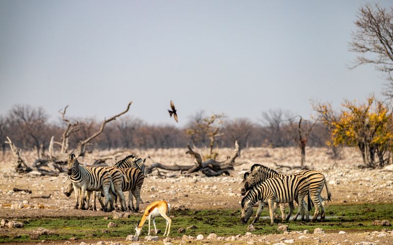 Etosha NP