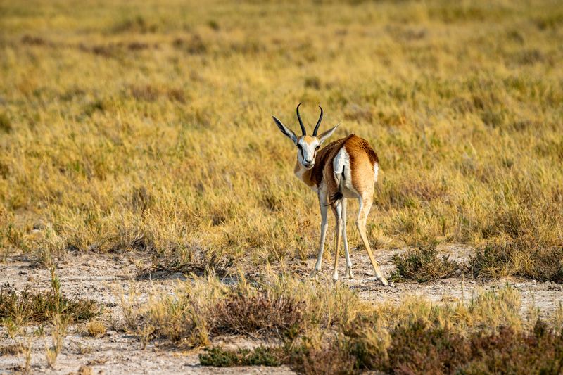 Springbok