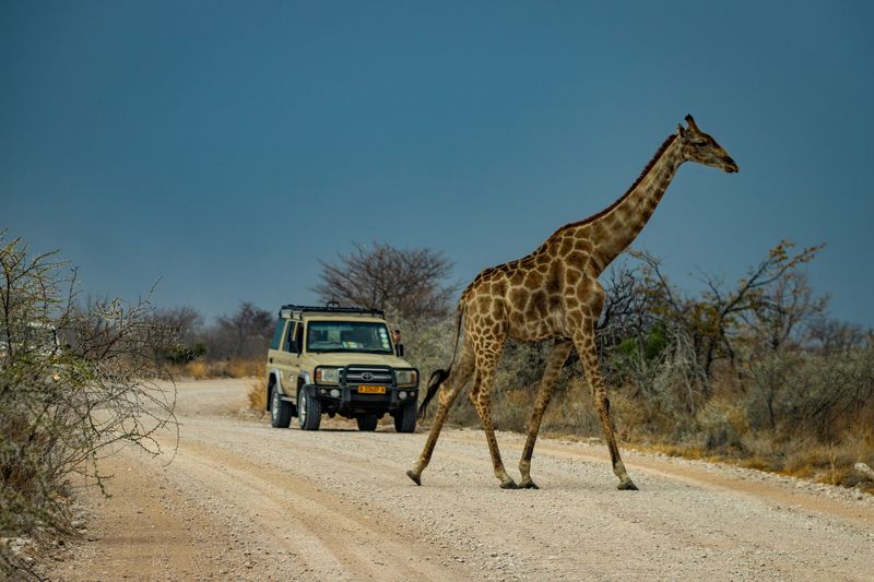 Etosha NP