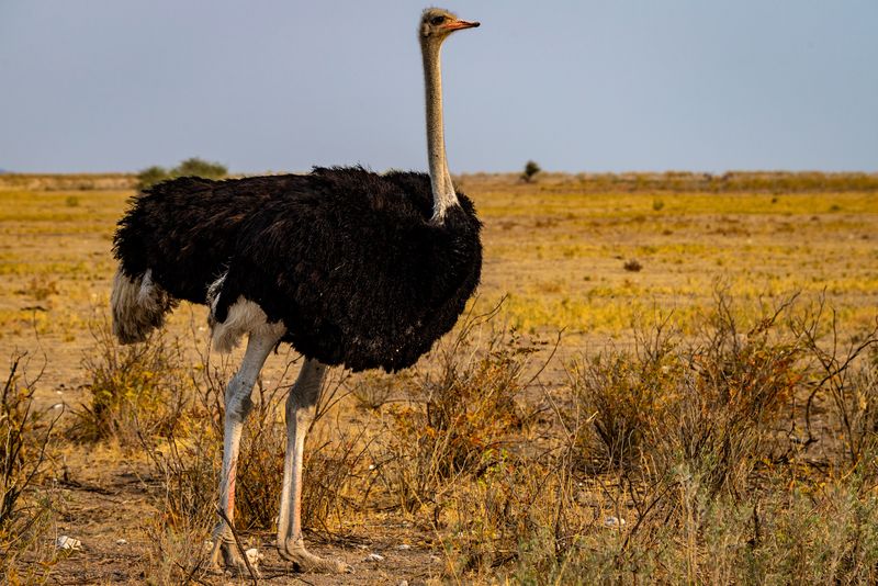 Ostrich