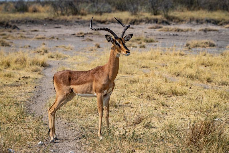 Impala