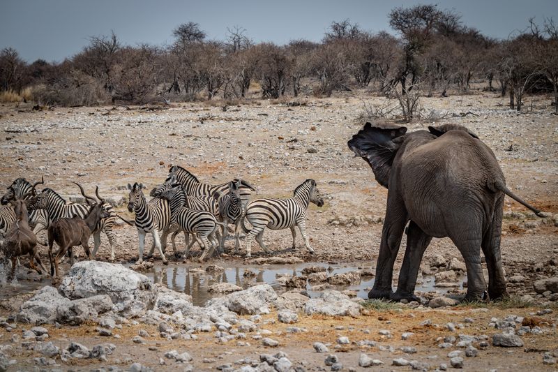 Etosha NP