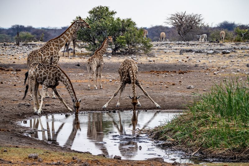 Giraffes