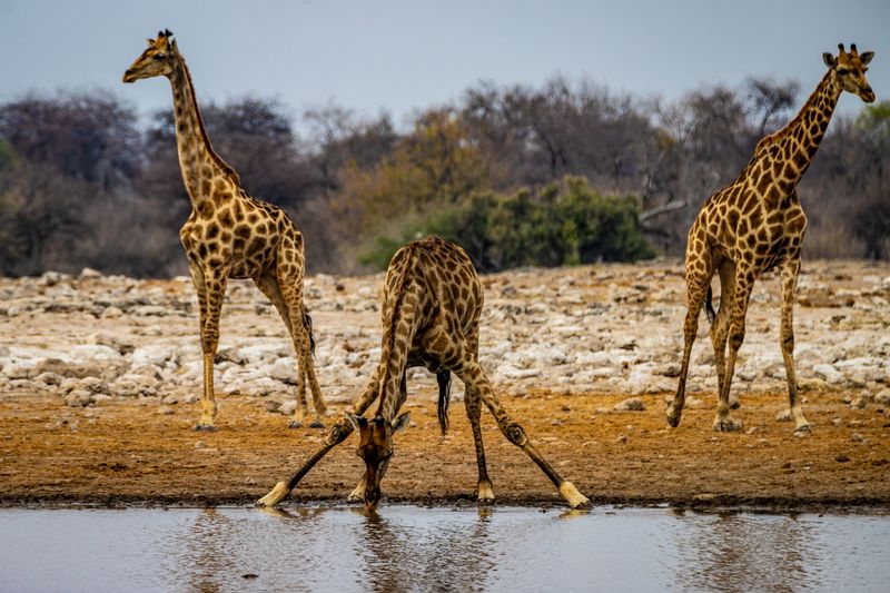 Giraffes