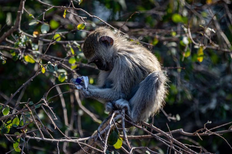 Vervet Monkey