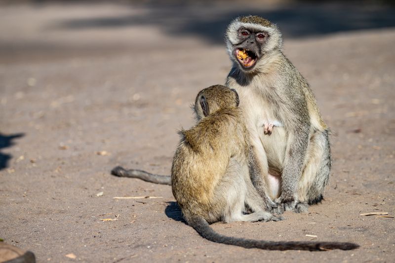 Vervet Monkeys