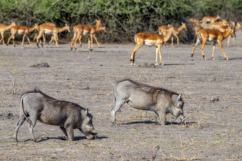 Chobe NP