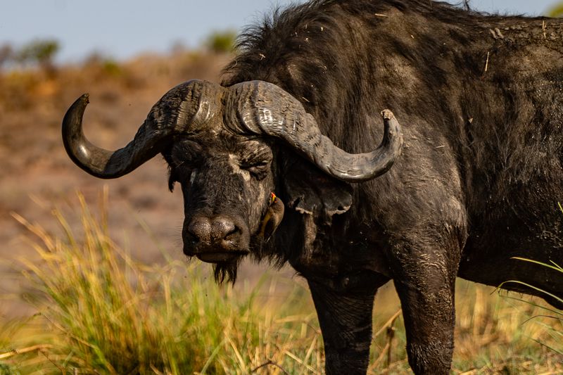 Buffalo