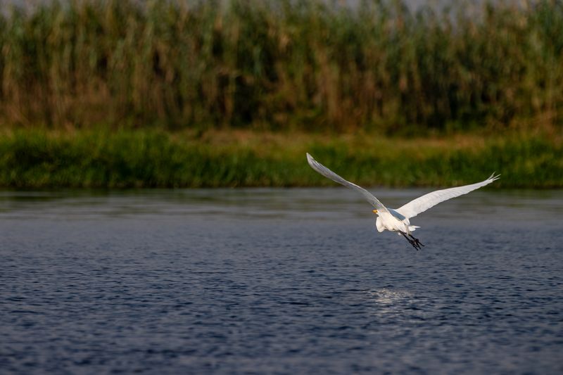 Egret