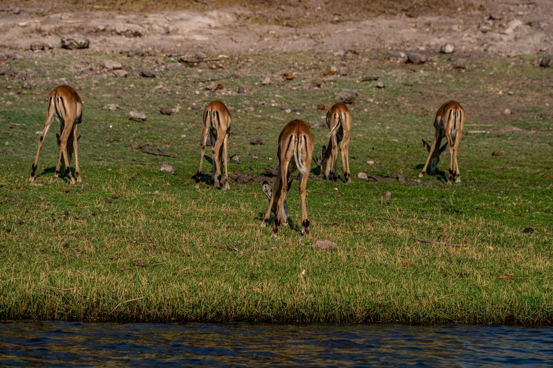 Impalas