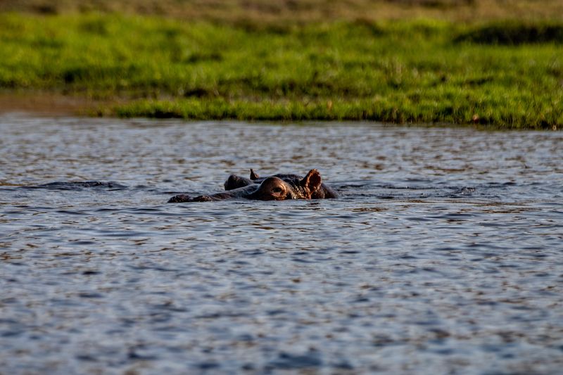 Hippopotamus