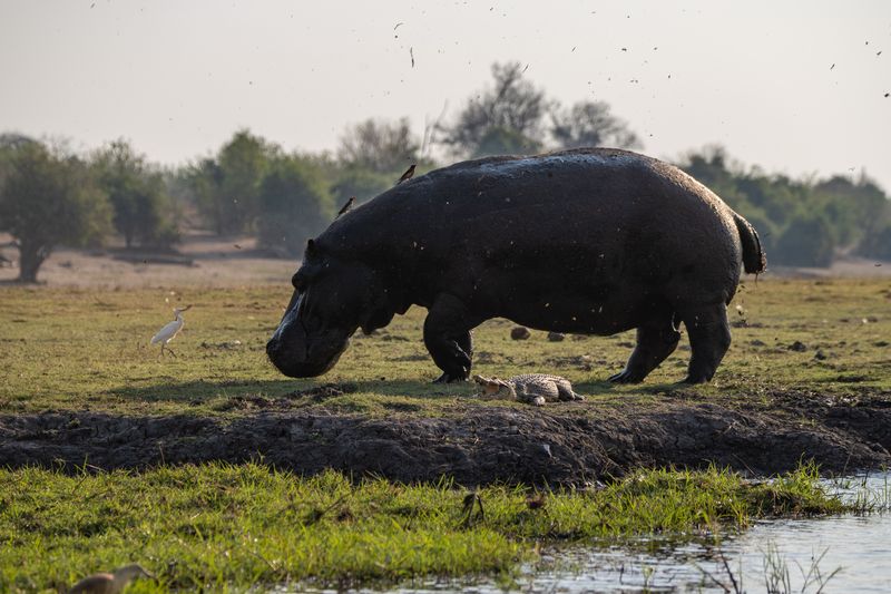 Hippopotamus