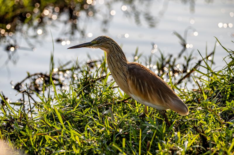 Heron