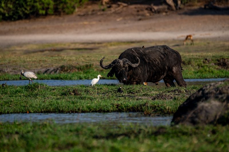 Chobe NP