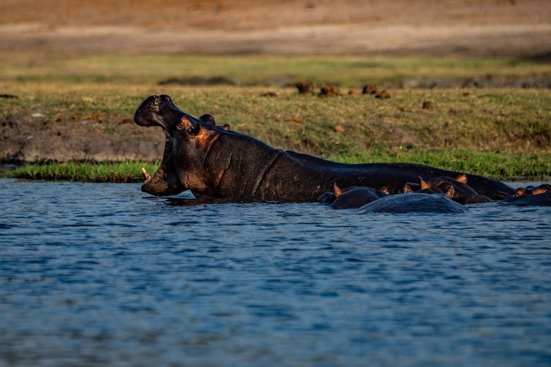 Hippopotamus