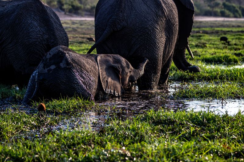 Elephants