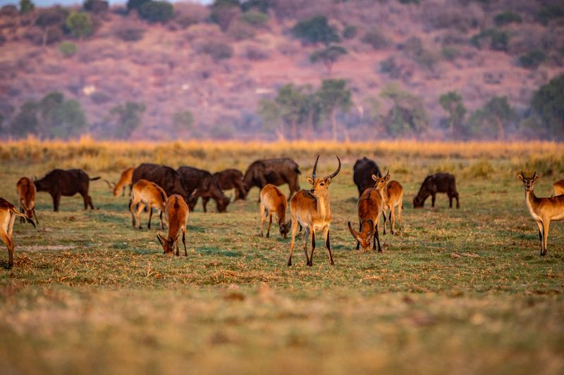 Chobe NP