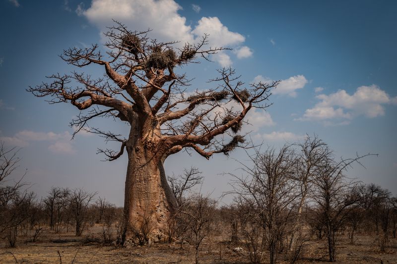 Baobab Tree