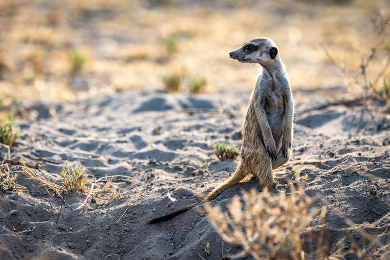 Meerkat