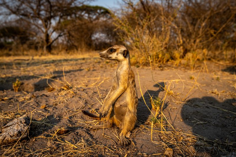 Meerkat