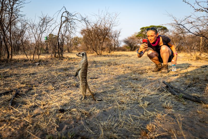 Meerkat