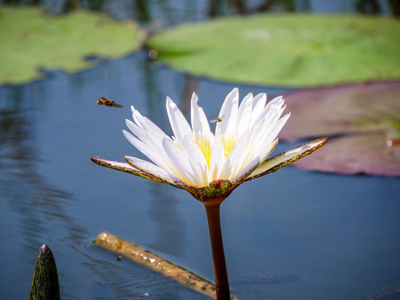 White Lotus