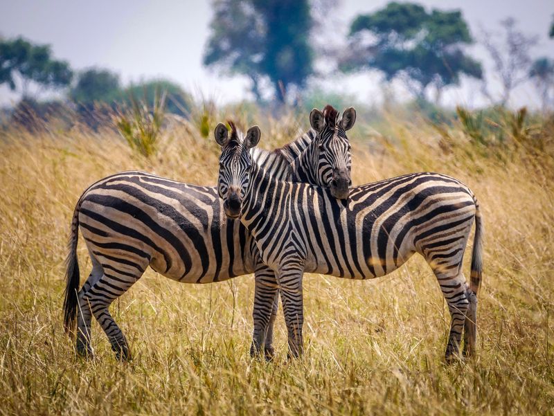 Zebras