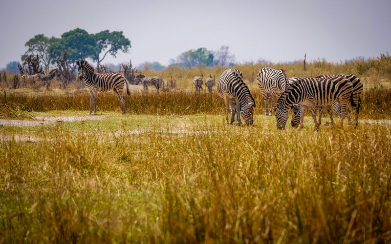 Zebras