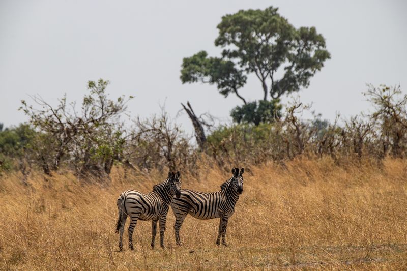 Zebras