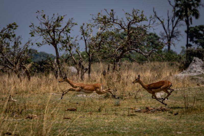 Impalas