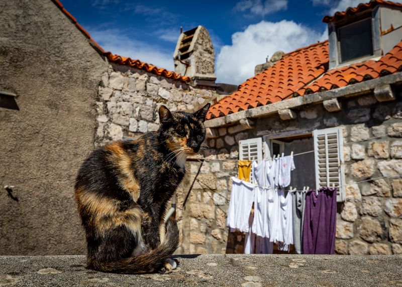 Cat, Dubrovnik