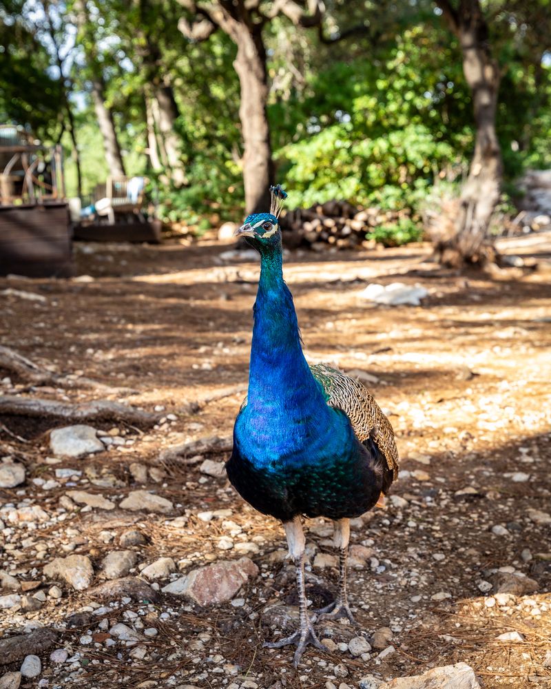 Peacock