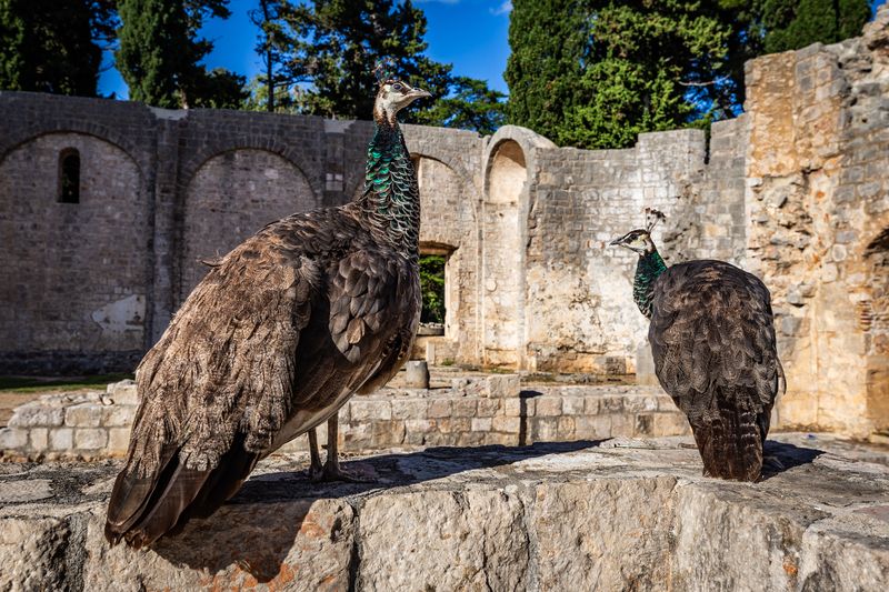 Peacocks