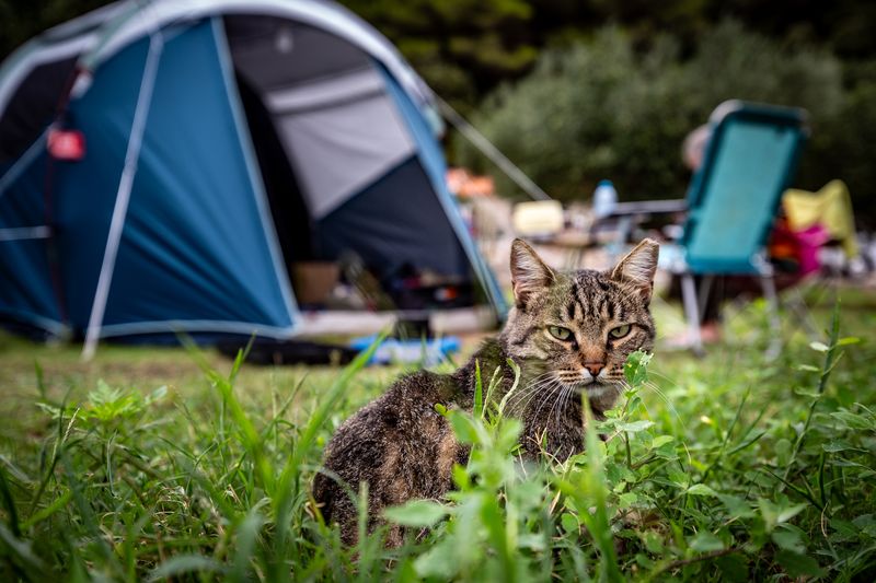 Camping Cat