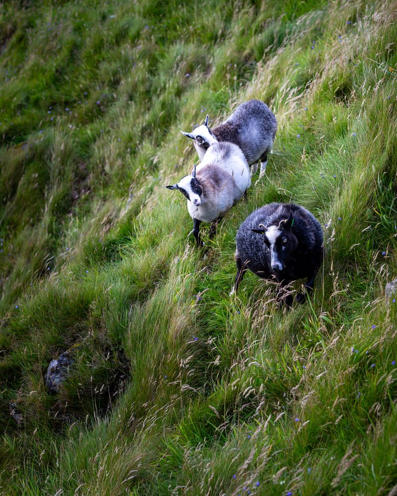 Mountain Goats